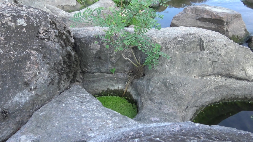 The marsh frog (Pelophylax ridibundus) hiding among the roots of the plant near the South Bug River, the village of Migeya, Ukraine