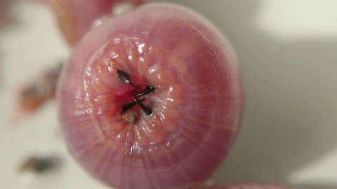 Macro footage of the head of annelid Glycera dibranchiata also called American worm used by fisherman like attractive bait usually in surfcasting fishing