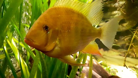 Symphysodon Aequifasciatus Discus Pompadour Fish With An Arkivvideomateriale 100 Royaltyfritt Shutterstock