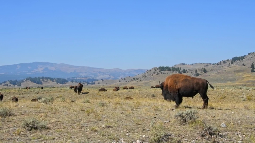A Bison Bull stands watch over his herd in the Lamar Valley, Yellowstone National Park, Wyoming. Camera Handheld.