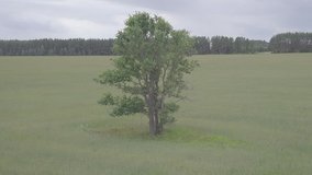 Orbiting flight around the lonely tree in the field. Footage contains of two clips - normal and reversed, each is 3:09s