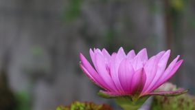 Close up and selective focus 4K Footage side of purple blooming water lily flower or violet lotus with copy space in the outdoor pond on daytime.