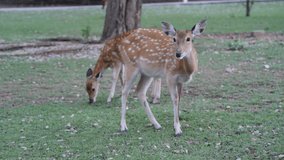 4K video Motion Deer Outdoor grass 
