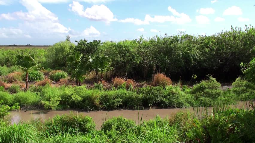 Wetlands of Everglades National Park. Florida, USA.