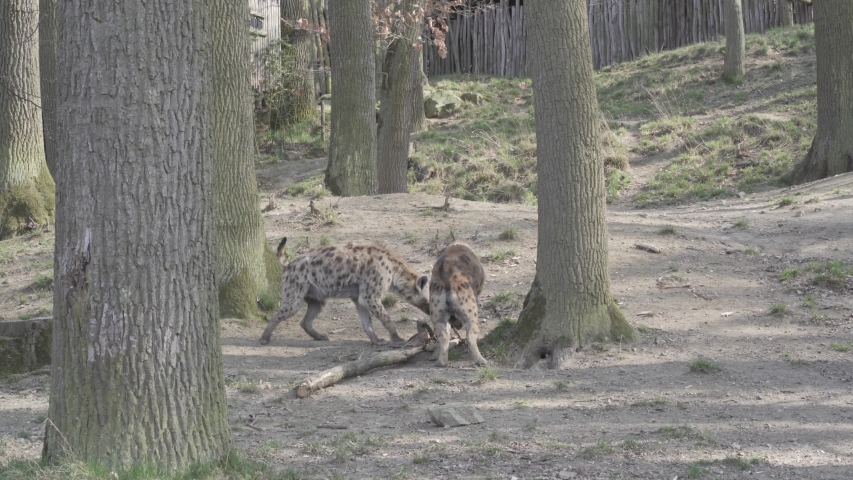 Two Hyenas in the Wild image - Free stock photo - Public Domain photo
