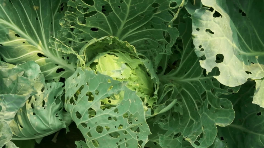 Cabbage damaged by insects pests close-up. Head and leaves of cabbage in hole, eaten by larvae butterflies and caterpillars. Consequences of the invasion butterflies Pieris brassicae. Royalty-Free Stock Footage #1034793716