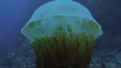 Large jellyfish (Rhizostomae sp) which hosts juvenile mackerels, Great Barrier Reef. Slow motion. Filmed on Red Camera with natural light.