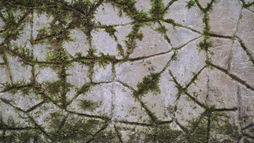 Green moss is on the stone. Texture, background.
