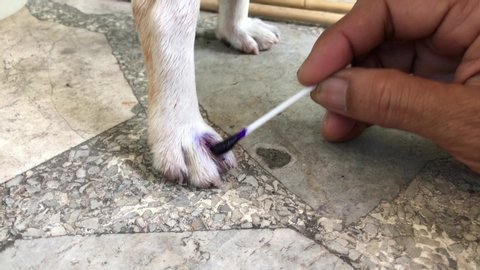 Concept of Treatment of early symptoms and skin diseases in dogs. Foot of Chihuahua's dog's, make a mess with violet color from Gentian violet,due to infection, fungus on the toe of the dog.