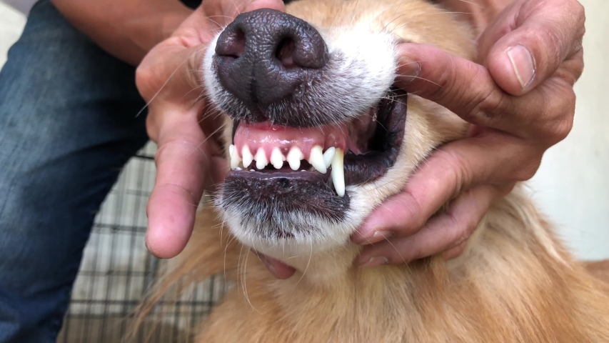 Owner Checks Teeth To Adorable Stock Footage Video 100 Royalty Free 1034804354 Shutterstock