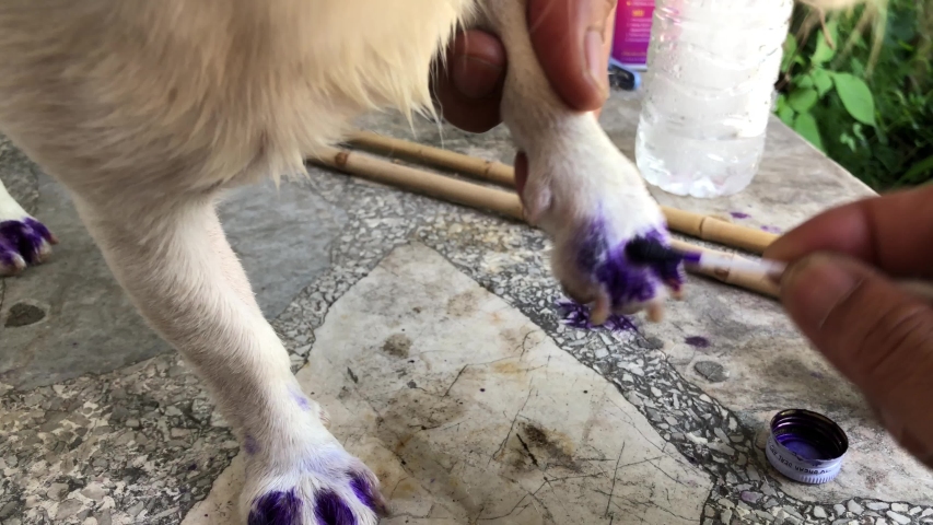 corner cat door hinge