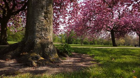 Harrogate / United Kingdom (UK) - 04 22 2019: Tilting Motionlapse of Cherry Blossom Bloom in Harrogate, North Yorkshire