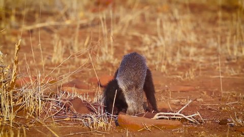 Honey badger looking for food in Kruger National park, South Africa ; Specie Mellivora capensis family of Mustelidae