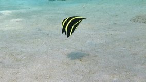 Shallow tropical sea and swimming juvenile French angelfish (Pomacanthus paru). Marine life and sandy bottom. Underwater video from scuba diving with fish. Fish behavior, travel footage.
