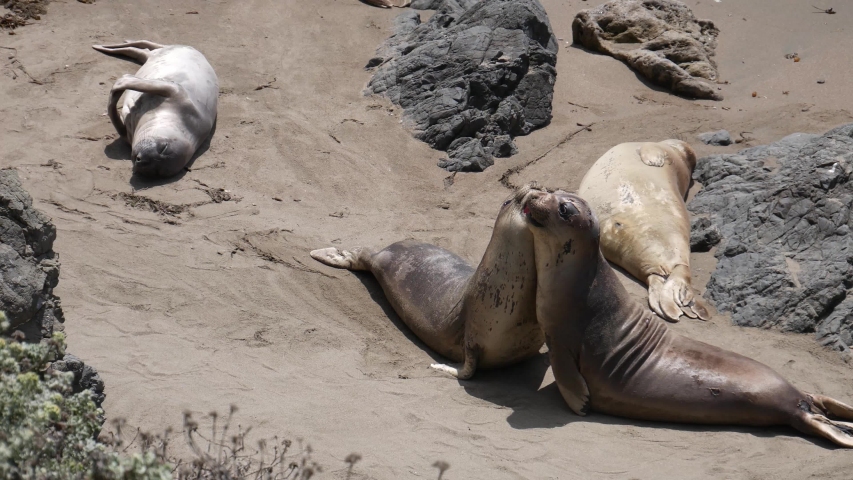 Two seals are playing  and one is sleeping in the beach of Piedras blancas, California. USA.