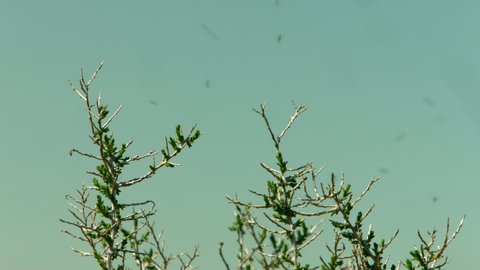 Pesky Bugs Flying Around Few Plants Stock Footage Video (100% Royalty ...