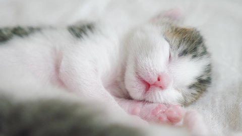 Newborn Scottish Fold Kitten Drinking Stock Footage Video (100% Royalty-free) 23939602 | Shutterstock Newborn Scottish Fold Kitten Drinking Stock Footage Video (100% Royalty-free) 23939602 | Shutterstock