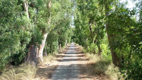 Eucalyptus globulus (Okaliptus) nostalgic old road passing under century old trees. Aerial drone video shooting 4K. Marmaris - TURKEY