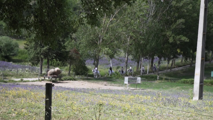 Touristic group on horseback walks through rural trail among trees. Countryside vacation recreation summer leisure
