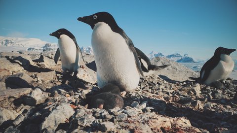 Adelie Penguin Antarctica Wild Coast Camera View. Adult Bird Parent Take Care little Baby. Polar Wildlife Habitant Antarctic Summer Landscape Global Warming Concept Footage Shot 4K (UHD)