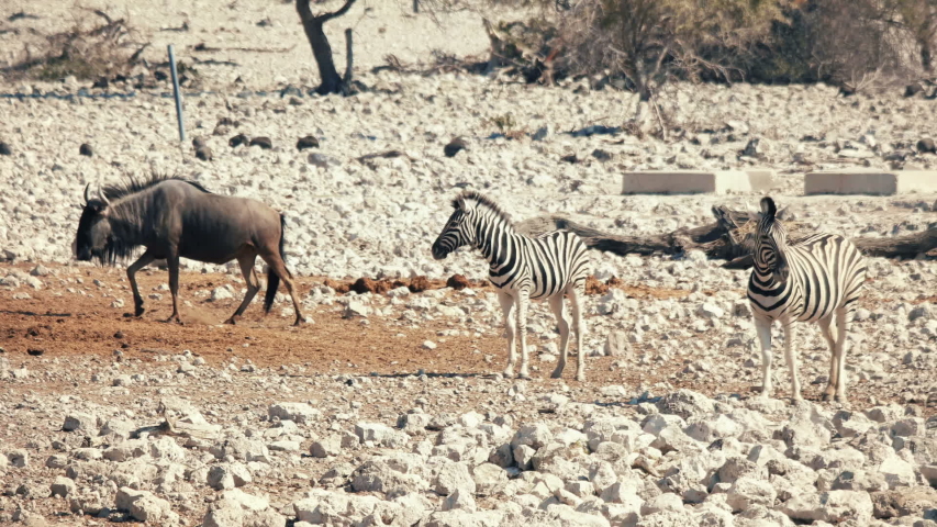 animals walk in the desert