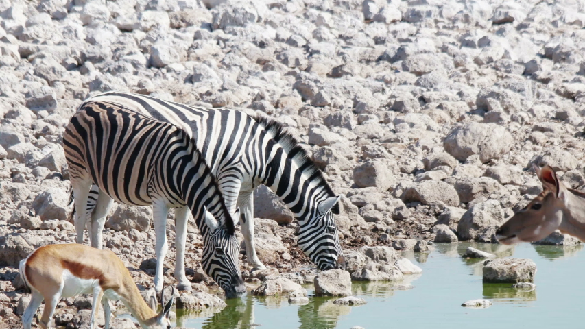 African animals at the watering