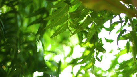 Fresh natural neem tree leaves moving gently in morning breeze nature bokeh in the background 
