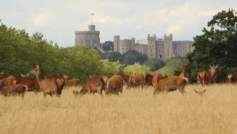 red deer grazing Windsor castle