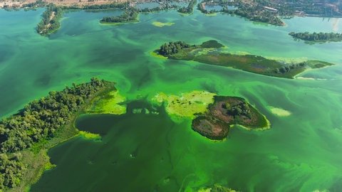 aerial of wide river with green islands and green algae in water. environmental problems, ecology and nature