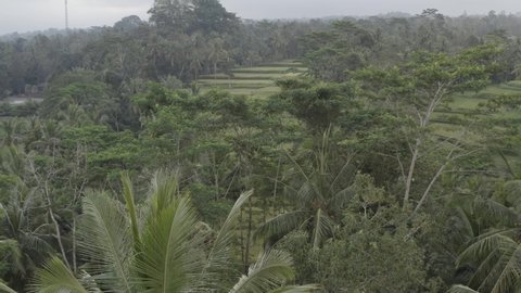 Indonesia Bali Beautiful Rice Terrace Raw Video