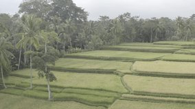 Indonesia Bali Beautiful Rice Terrace Raw Video