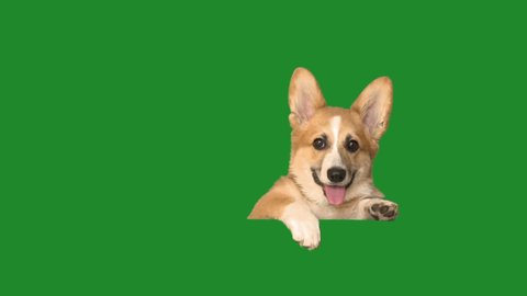 dog peeps, looks and barks on a green screen