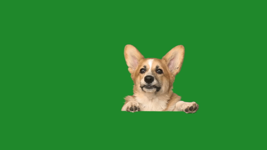 welsh corgi peeks out and looks carefully on a green screen Royalty-Free Stock Footage #1034863208