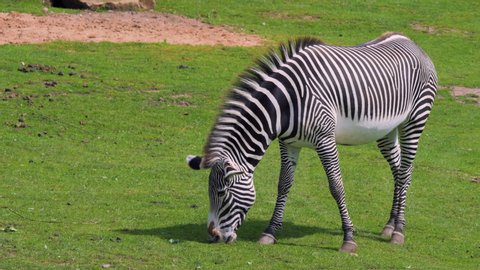 A lone Zebra eats grass in the middle of Summer