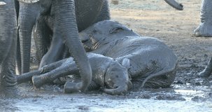 Playful baby African elephants (Loxodonta africana) splashing in muddy water, Kruger National Park, South Africa