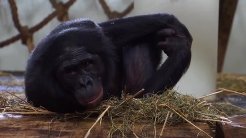 closeup of a bonobo, popular human ape, pygmy chimpanzee, Endangered animal specie from Africa