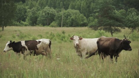 Herd of different color cows standing on a pasture in forest with car passing by in the foreground