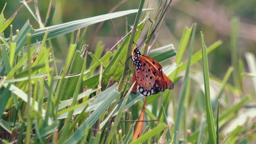 Medium Shot of Butterfly on Grass with Potential Mate