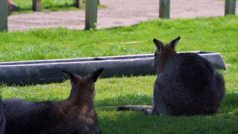 Two Wallabies lying down in the sun in some shade on bright grass in Summer