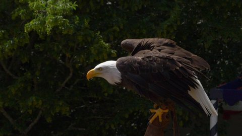 Slow motion Bald Eagle taking off from birds handler arm, green leaves in background