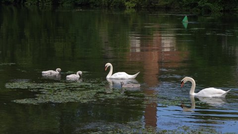 Swan family eating green leaves in lake. Slow motion.