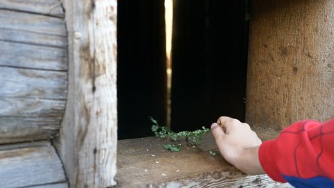 child hand gives cow green fresh leaves through brown window