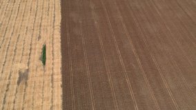 4k Aerial video view from a height, fields with ripe gold-colored wheat