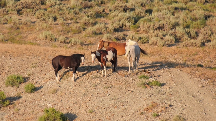 Band of wild horses in sand wash basin Colorado