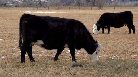 Cattle grazing in open space