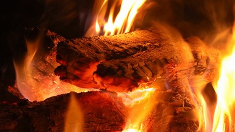 Close Up Of Burning Bee Stock Footage Video 100 Royalty Free 1022449423 Shutterstock