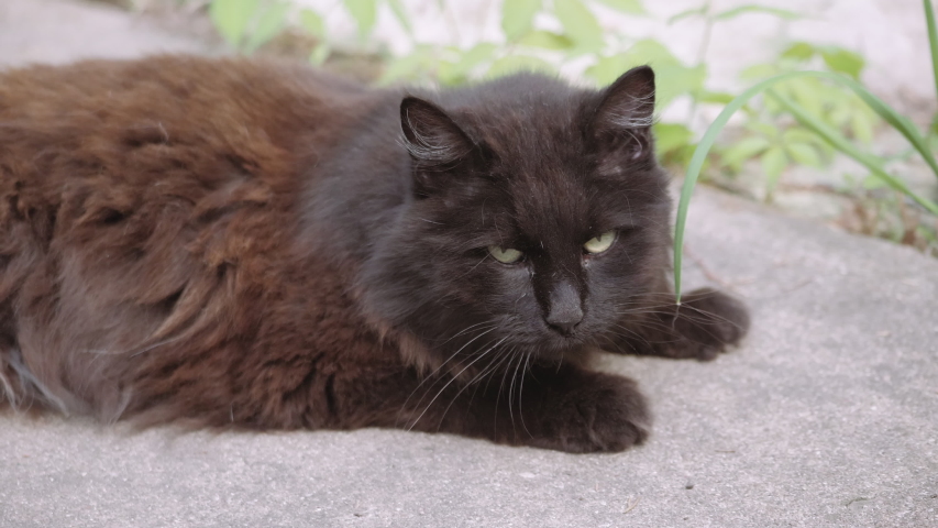 Big Grey Cat Guarding Money Stock Footage Video (100% Royalty-free 