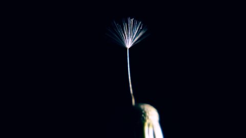 Macro of single dandelion seed isolated on black background, rotation. Black background. Dandelion seeds.
