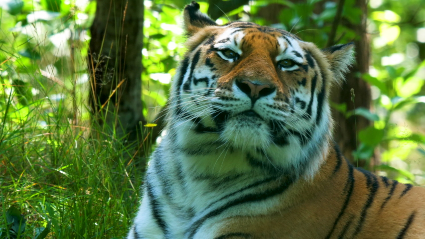 SLOW MOTION Cute bengal tiger yawns and lovely roll over greenery | Shutterstock HD Video #1034921303