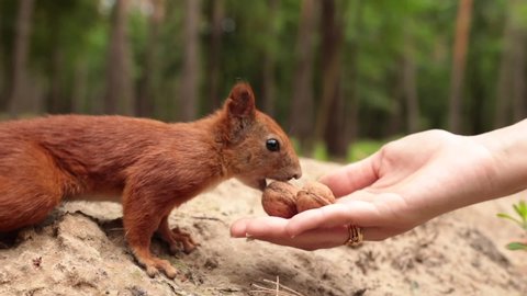 
Cute squirrel.Fluffy rodent. Feeding squirrels with hands in the forest. Female hand. The squirrel takes a walnut from his hand.
